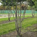 Parrotia persica 'Vanessa' - 5