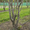Parrotia persica 'Vanessa' - 6