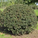 Ilex meserveae 'Blue Angel' - Foto 5