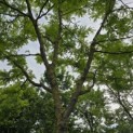 Gleditsia triacanthos 'Sunburst' - Foto 4