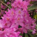 Rhododendron ponticum 'Roseum' - Foto 4