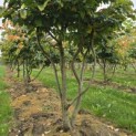 Parrotia persica - 2