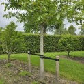 Juglans regia 'Buccaneer' - 1