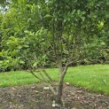 Magnolia 'Susan' - 1