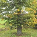 Fagus sylvatica - Foto 2