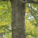 Fagus sylvatica - Foto 1