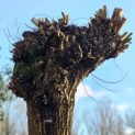 Salix Alba - 3