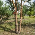 Pinus sylvestris - Foto 2