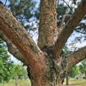 Pinus sylvestris - Foto 2