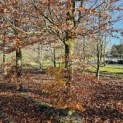 Fagus sylvatica - 4