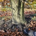Fagus sylvatica - 3