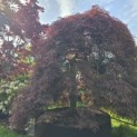 Acer palmatum 'Inaba Shidare' - 6
