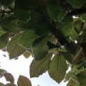 Fagus sylvatica 'Atropunicea' - Foto 5