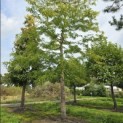 Gleditsia triacanthos 'Sunburst' - 1