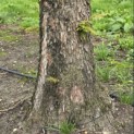 Metasequoia glyptostroboides - Foto 2