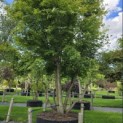 Acer palmatum - Foto 4