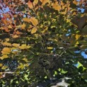 Fagus sylvatica 'Riversii' - 3