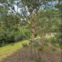 Pinus sylvestris - Foto 2
