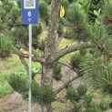 Pinus nigra Oregon Green - 4