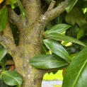 Prunus laurocerasus 'Novita' - Foto 7