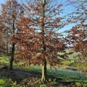 Carpinus betulus - 2