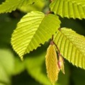 #186 Carpinus betulus Hainbuche