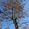 Carpinus betulus - 2