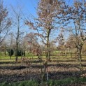 Carpinus betulus - 1