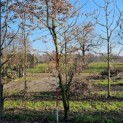 Carpinus betulus - 3