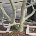 Parrotia persica - 3