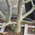 Parrotia persica - 2
