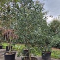 Ilex 'Nellie R. Stevens' - Foto 3