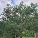 Pinus sylvestris - 6
