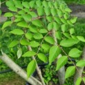 Aralia elata - Foto 4
