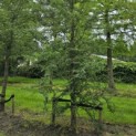 Nothofagus Antarctica - 4
