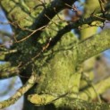 Carpinus betulus - 4