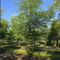 Fagus sylvatica - 3