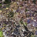 Fagus sylvatica 'Atropunicea' - 1