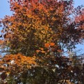 Fagus sylvatica 'Atropunicea' - 4