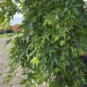 Acer palmatum 'Ryusen' - 1