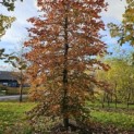 Fagus sylvatica 'Atropunicea' - nov 2025