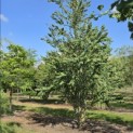 Cercidiphyllum japonicum - Foto 4