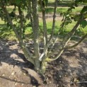 Cercidiphyllum japonicum - Foto 3