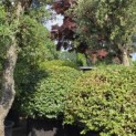 Fagus sylvatica - rechts.
