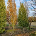 Carpinus betulus 'Frans Fontaine' - 3