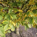 Carpinus betulus 'Frans Fontaine' - 5