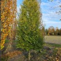 Carpinus betulus 'Frans Fontaine' - 4