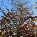 Carpinus betulus - 3