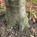 Fagus sylvatica 'Atropunicea' - Foto 5