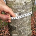 Fagus sylvatica 'Atropunicea' - Foto 4